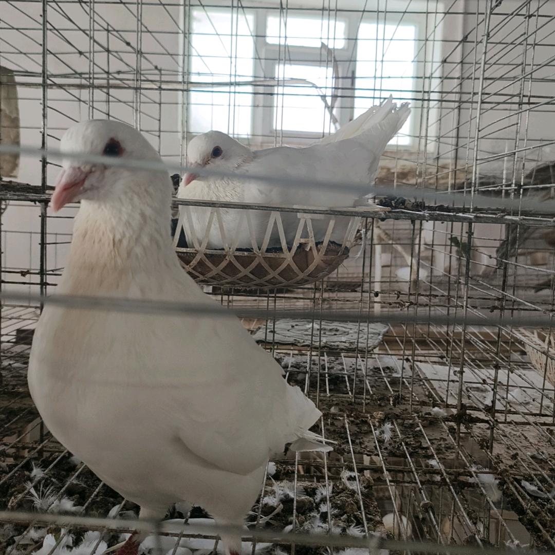 乳鸽养殖技术