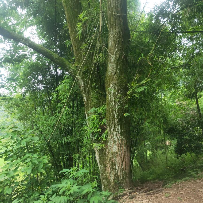睿睿妈