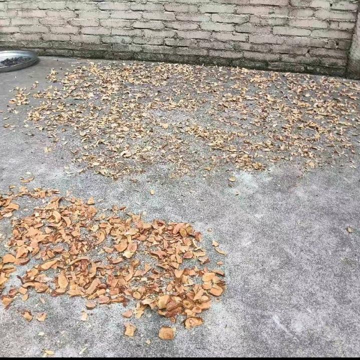 骨痛山草药王