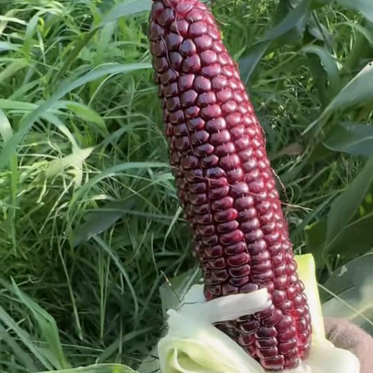 康韵福生态农业
