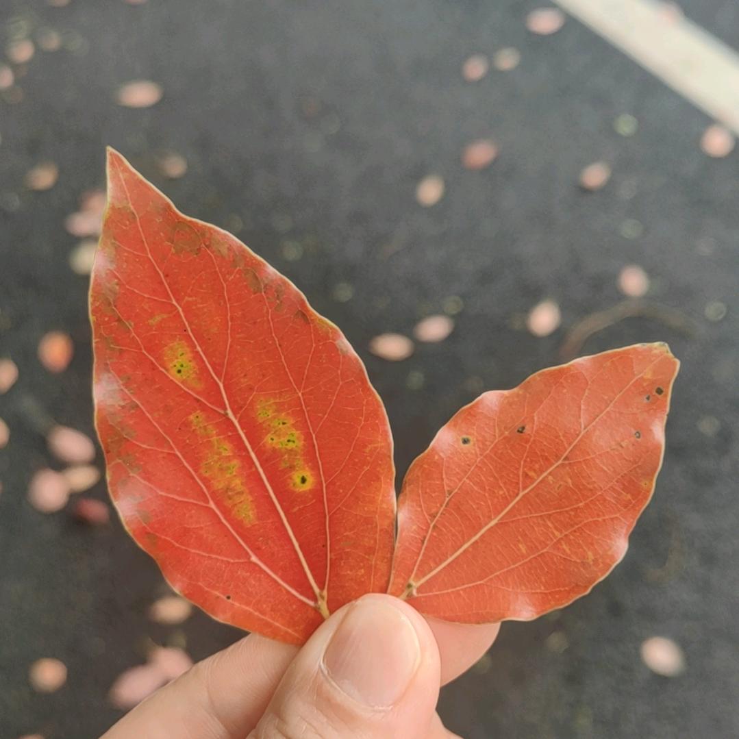 我与天坛