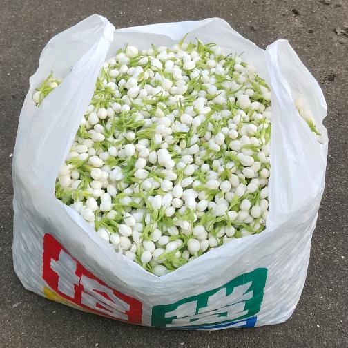 茉莉花