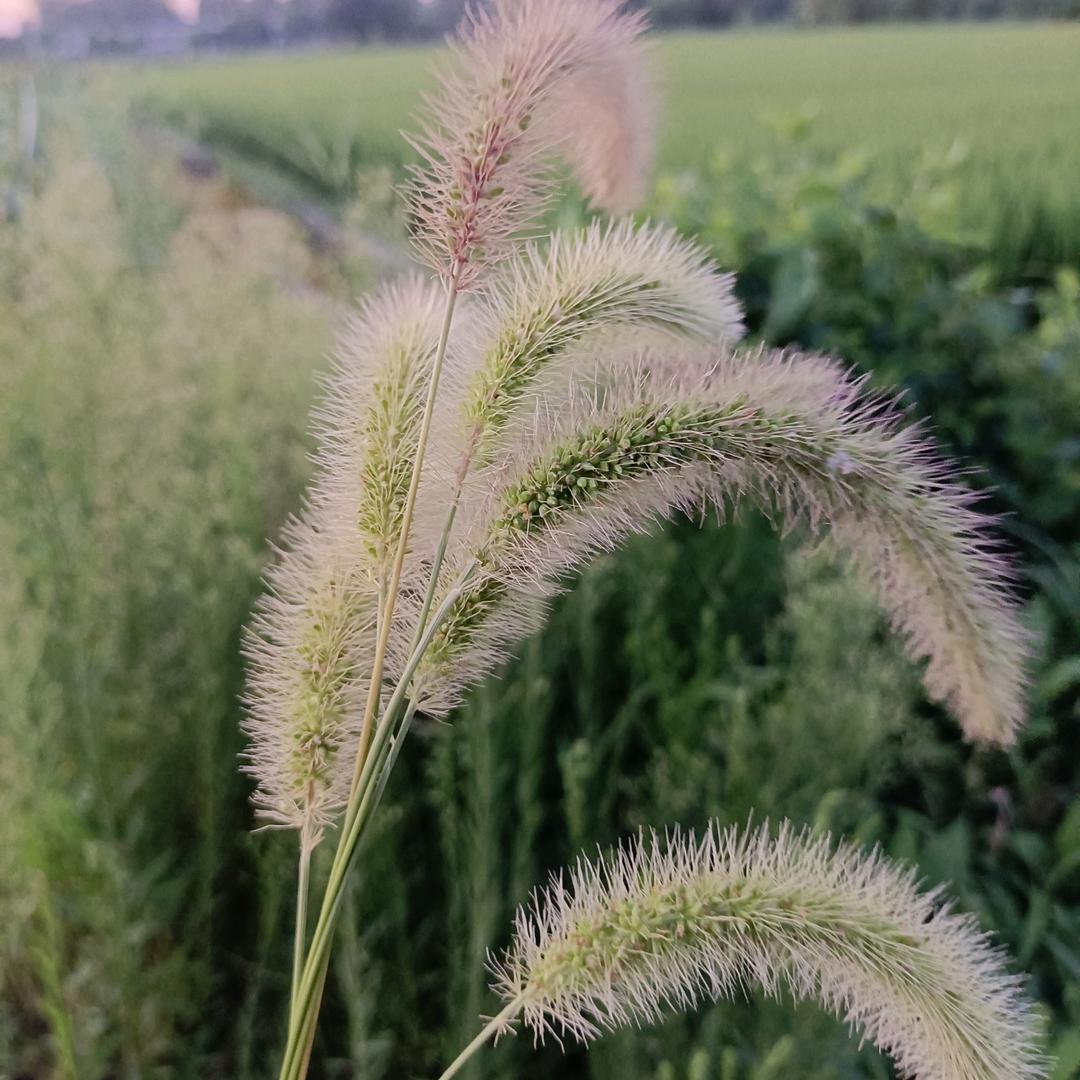 每夂