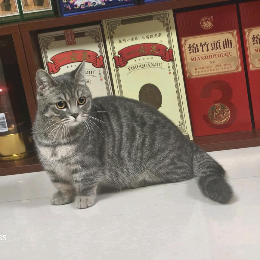 3″： 爷爷在此