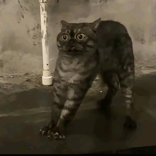 自学吉他的小尤