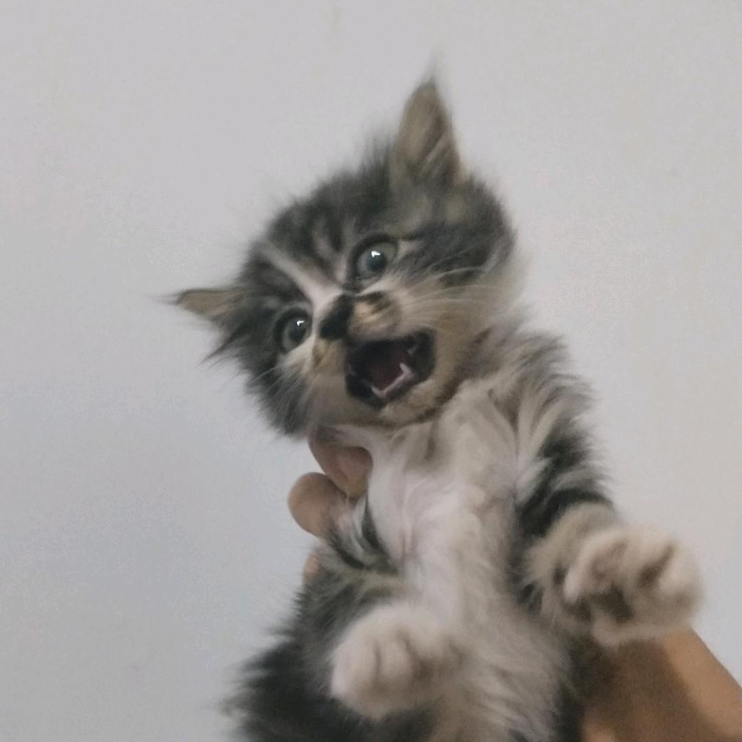 牛懿