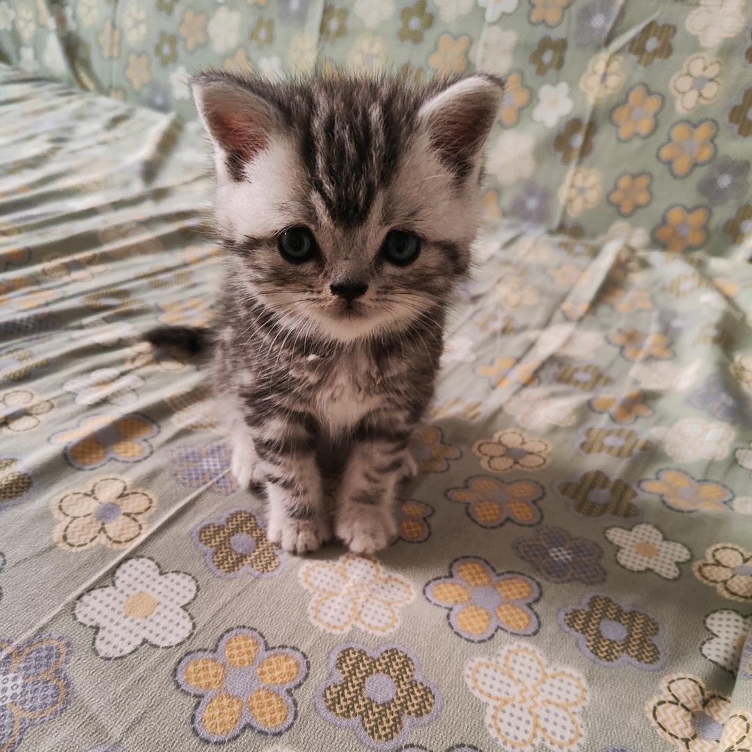 咪咪是个猫