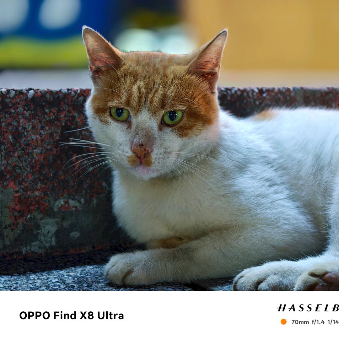 王鹏拒绝与违规、违法者妥协