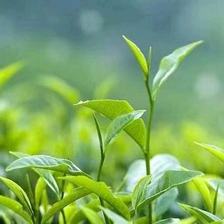 乡村茶叶新农人