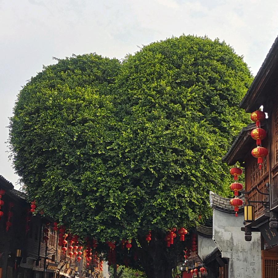 被迫营业的摄影师WQ