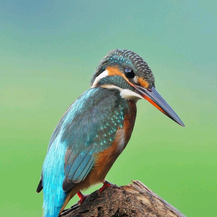 金