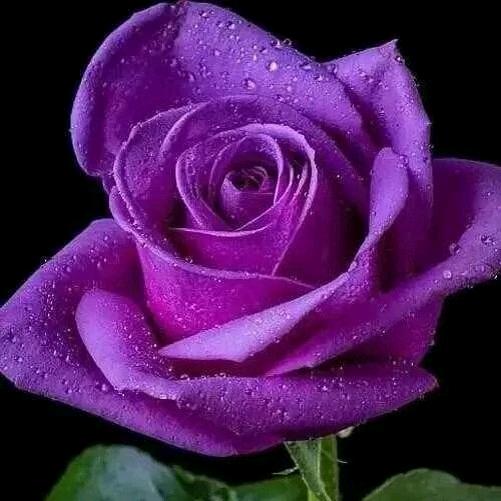 紫色玫瑰花