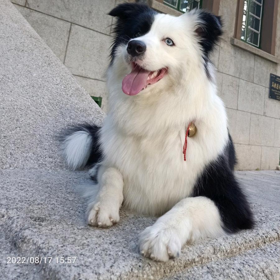 边牧咖宝