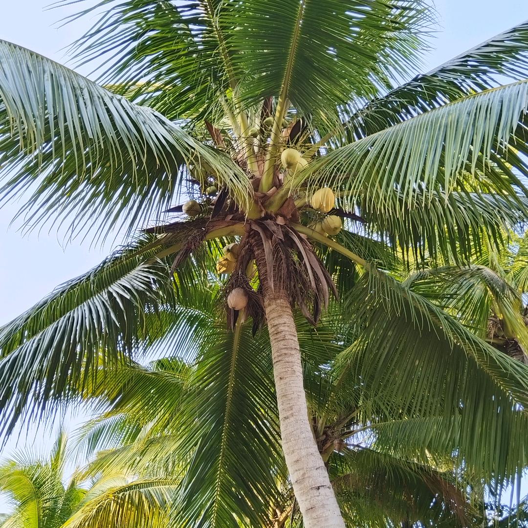 芯语