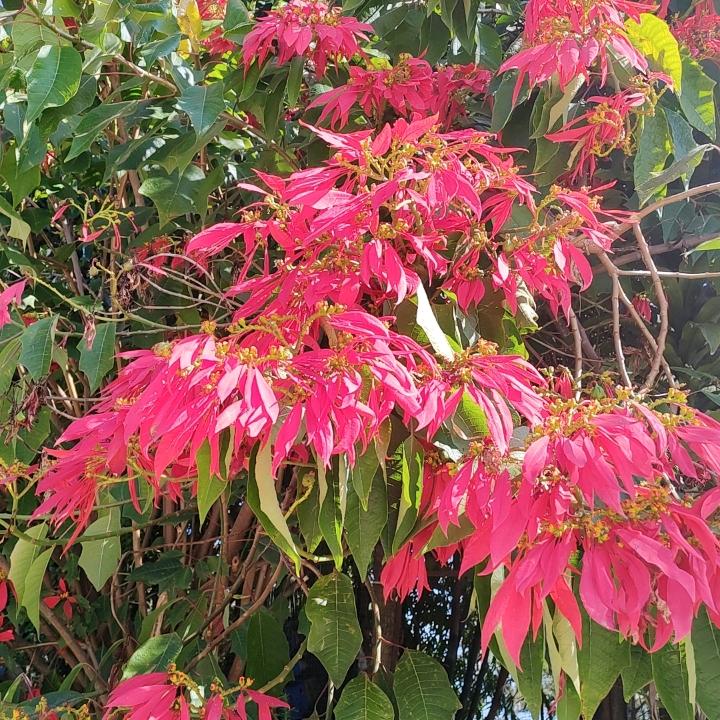 茉莉花