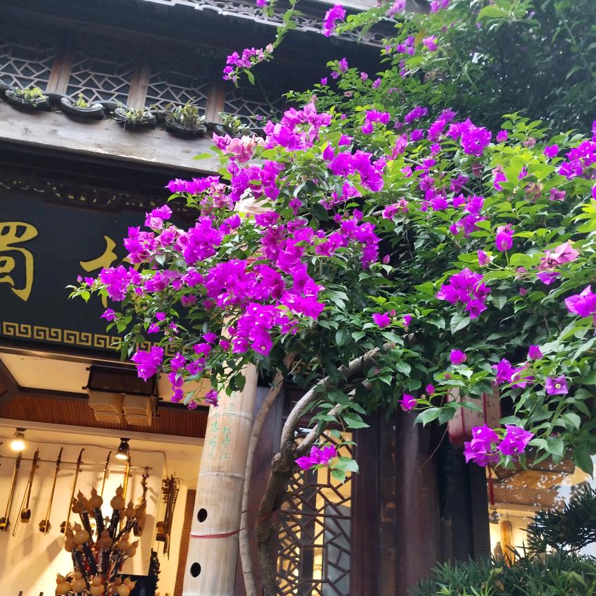 白彦萍