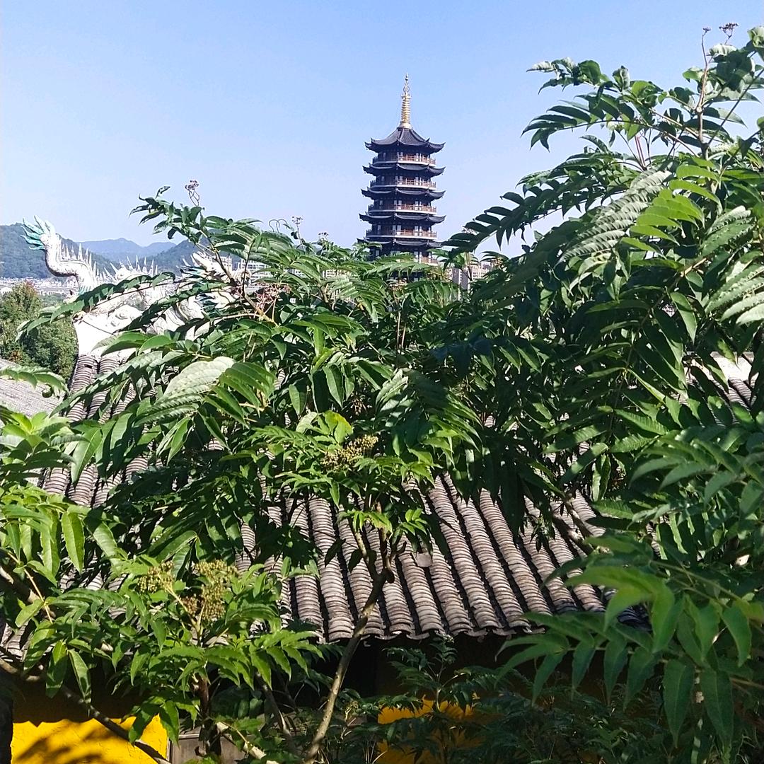 台州大树