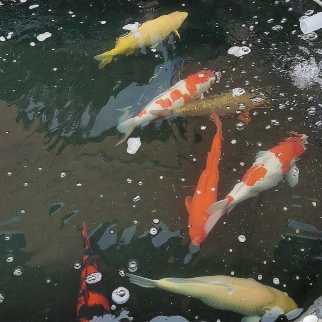 一哥A