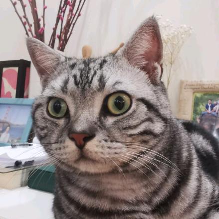猫猫很馋