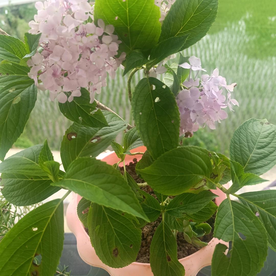 余庆松烟花谷。