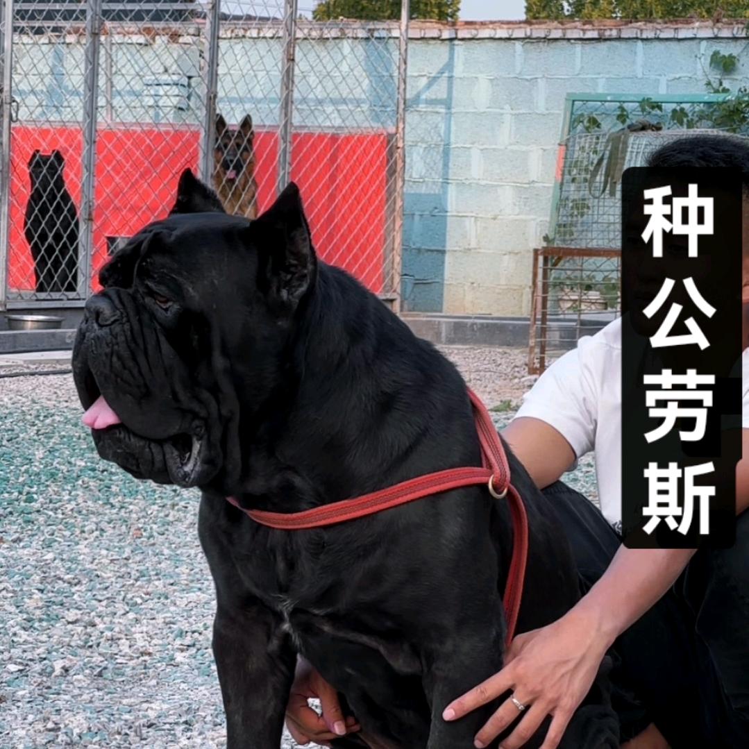卡斯罗和迷你滨莎犬（来得顺）宠物用品养殖
