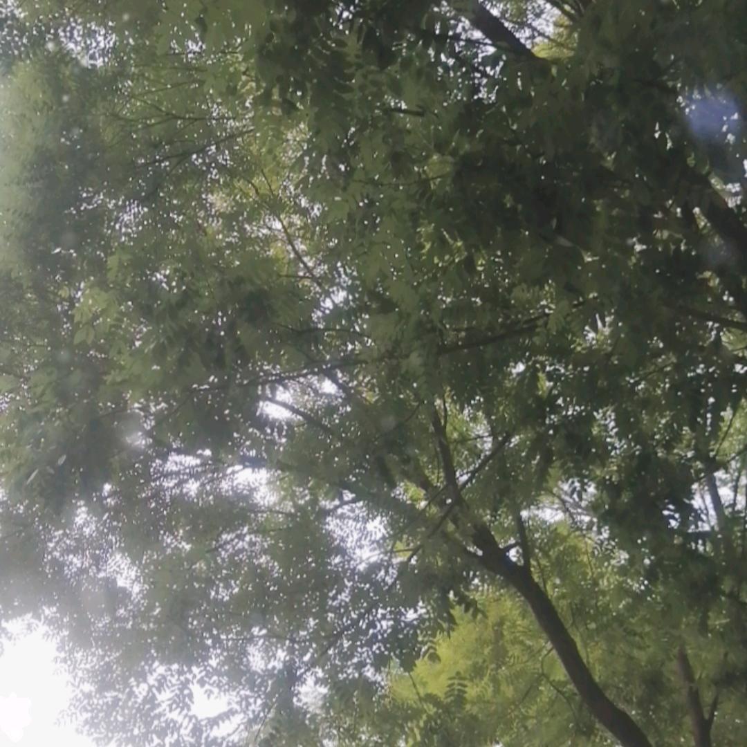 谁言寸草心