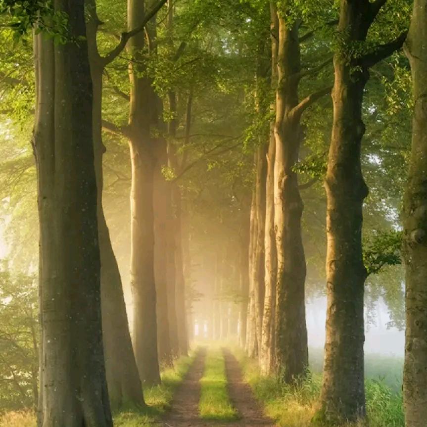 🌳🌳森林木🌳🌳