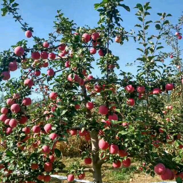 开心快乐过好每一天