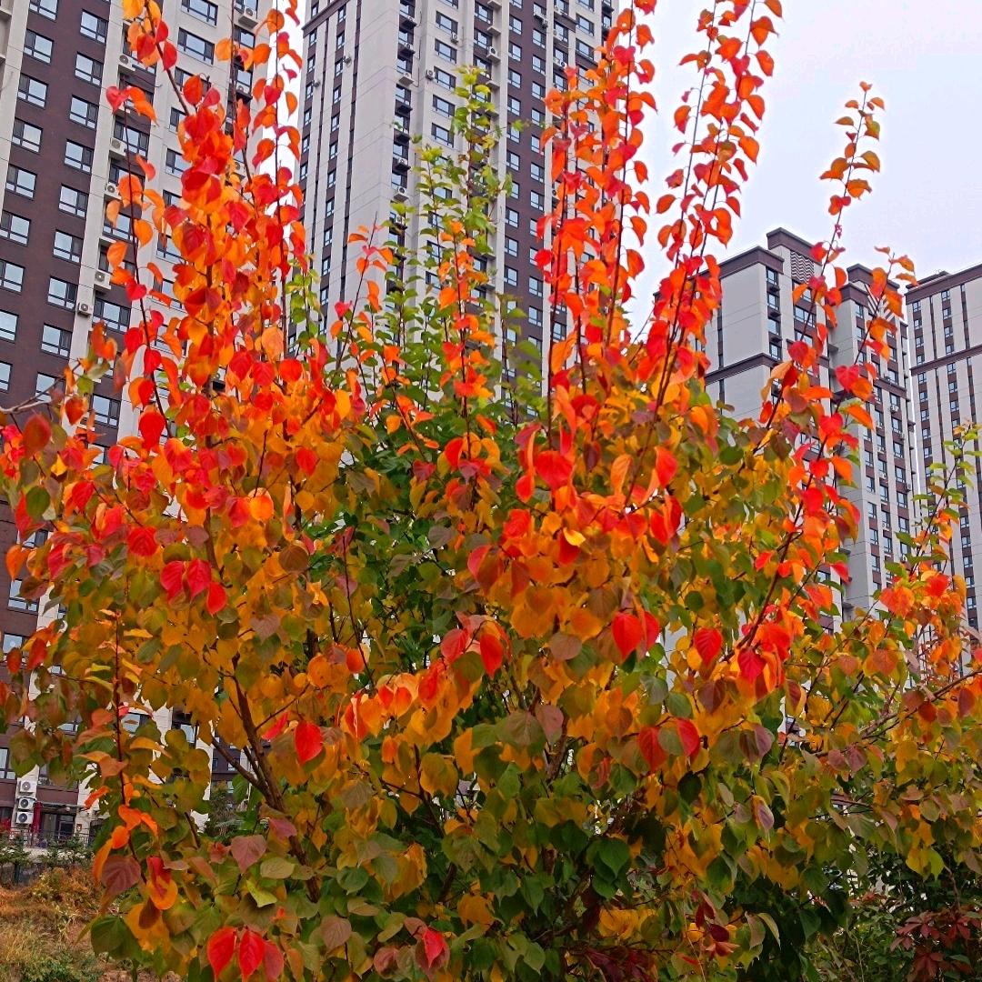 青皮白玉甘蔗销售，代卖