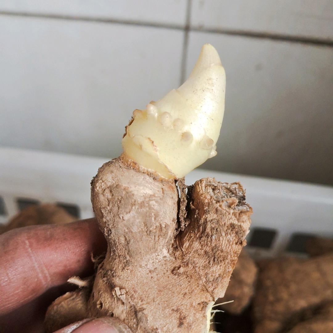 昌邑厚泽农资——大姜种植技术服务