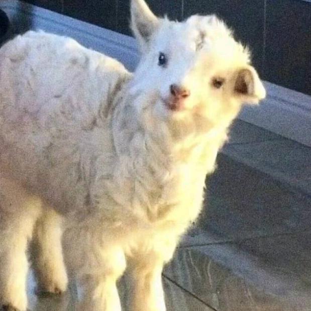 尿遍学校每一颗银杏