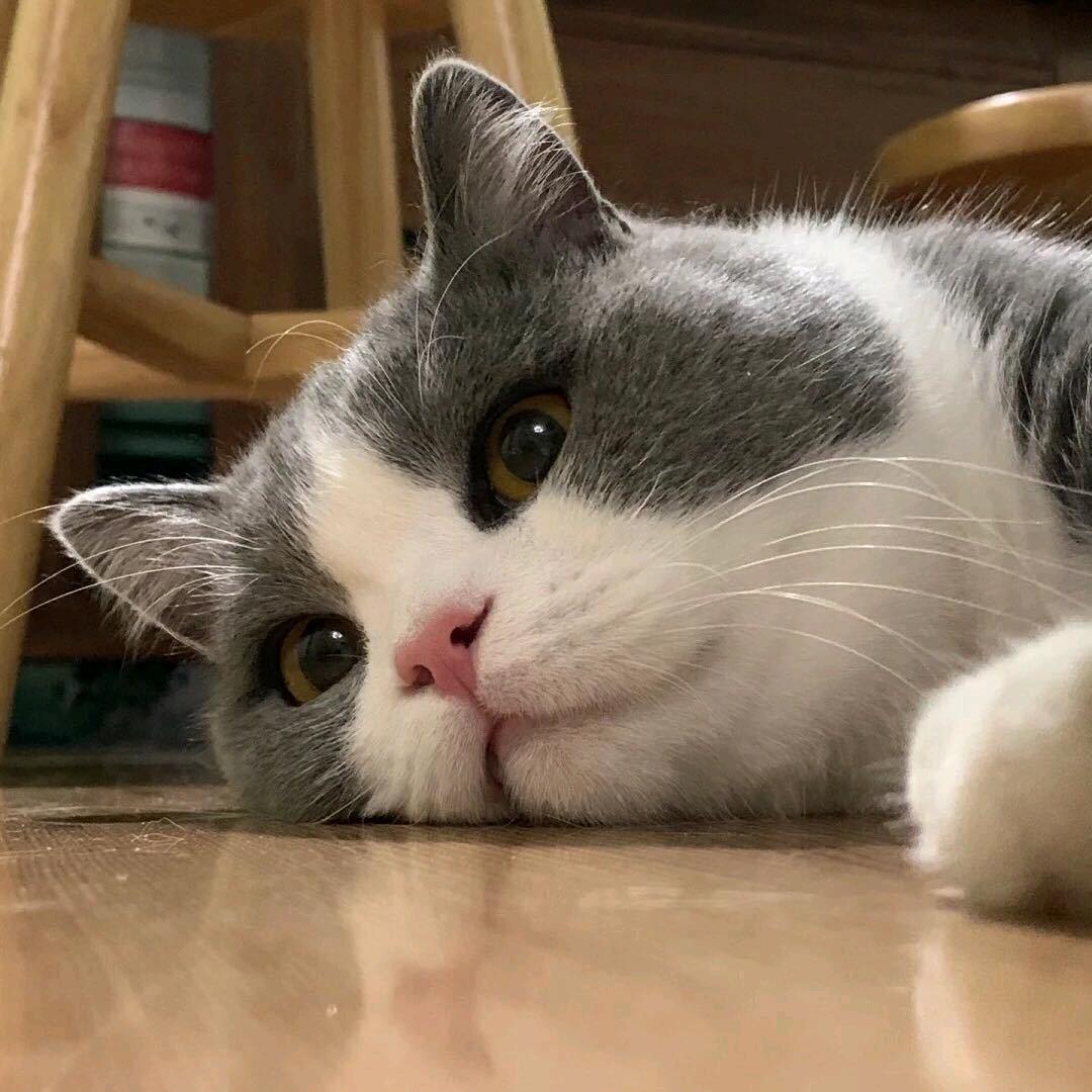 夜羽墨