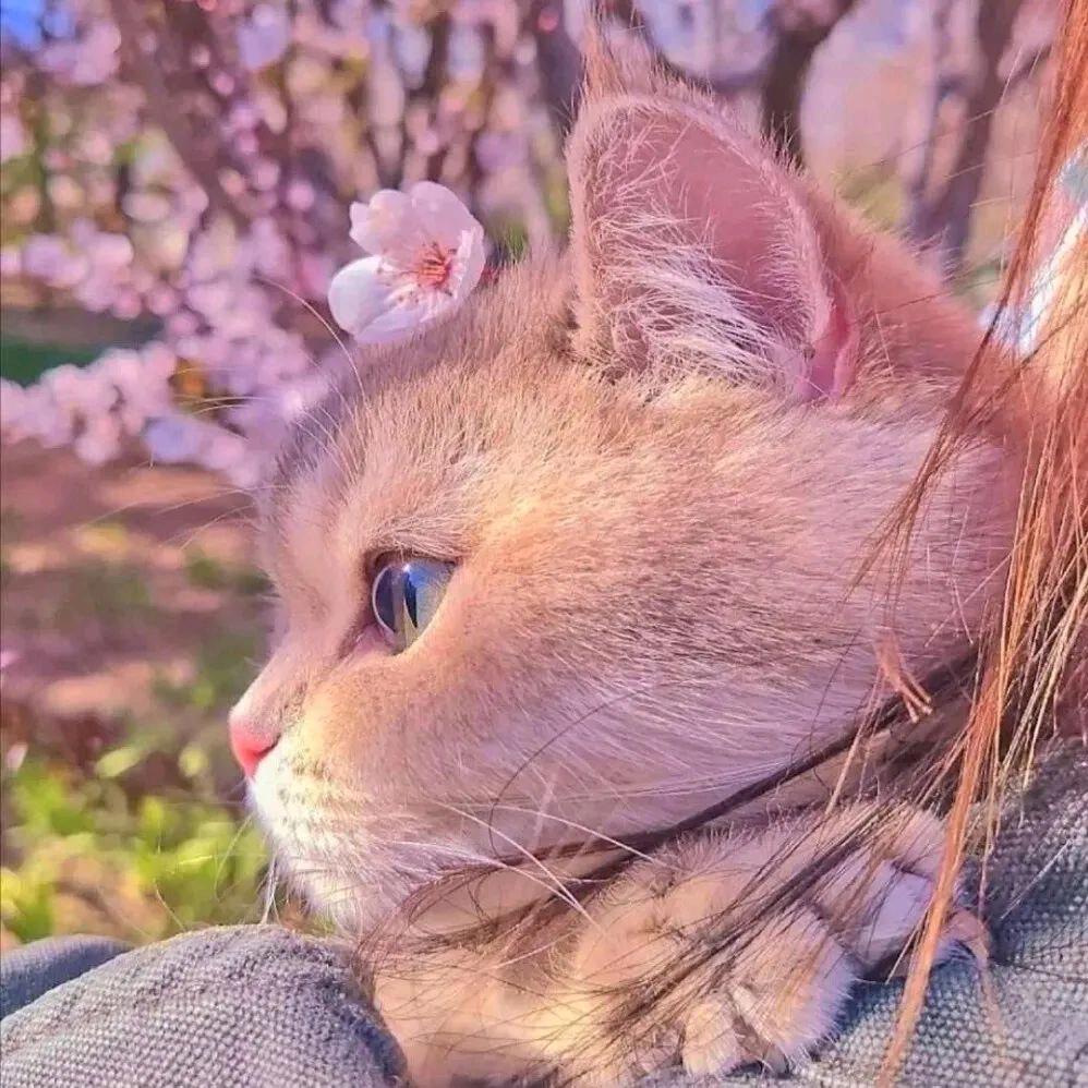 郭享耳