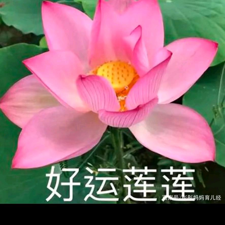 白里透红