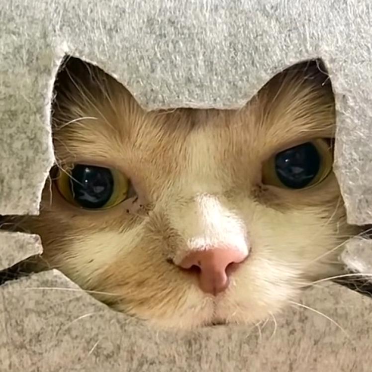青簪行