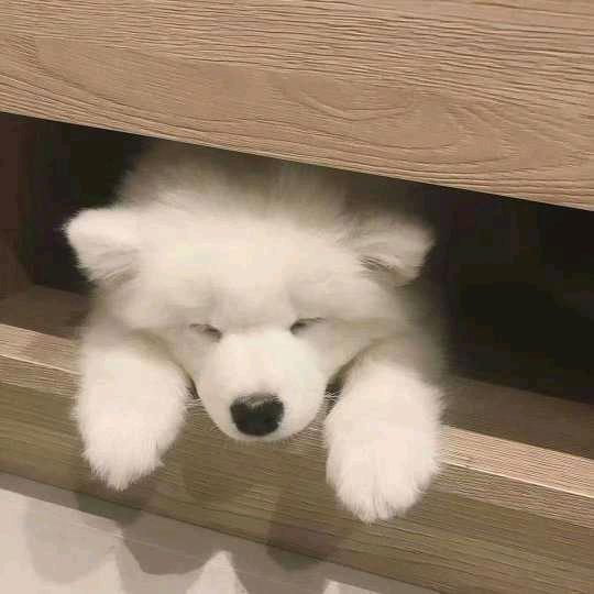 生姜爱吃生煎U^ｪ^U