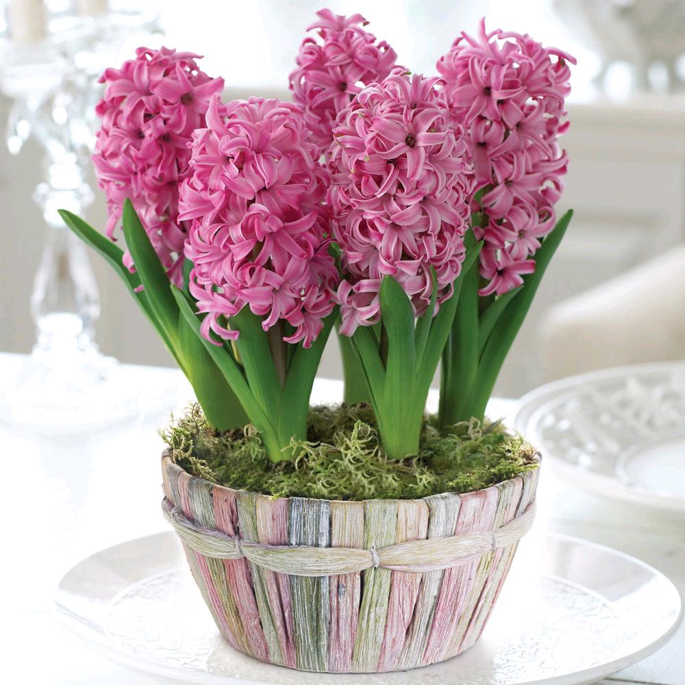 🌷燕姐🌷