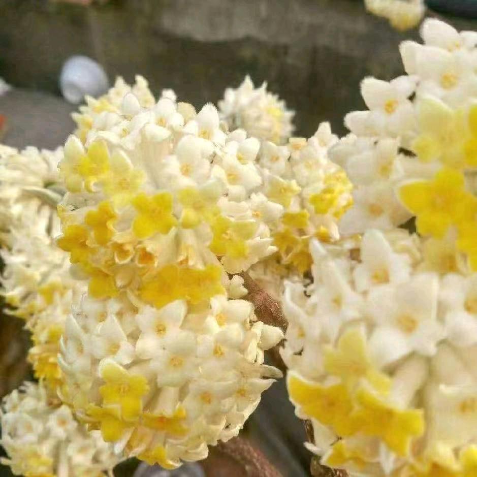 丁香花开