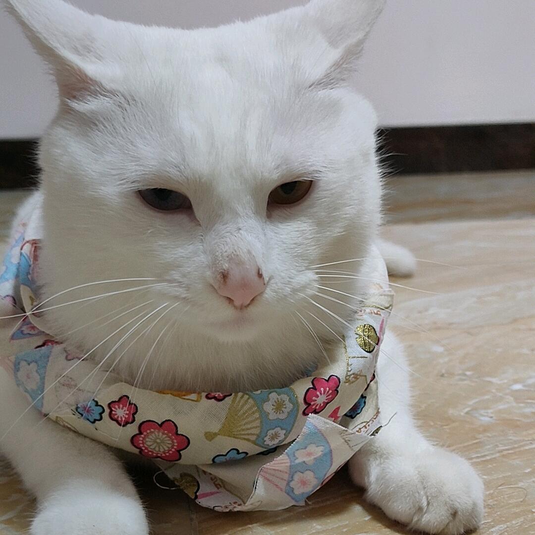 潇洒公子