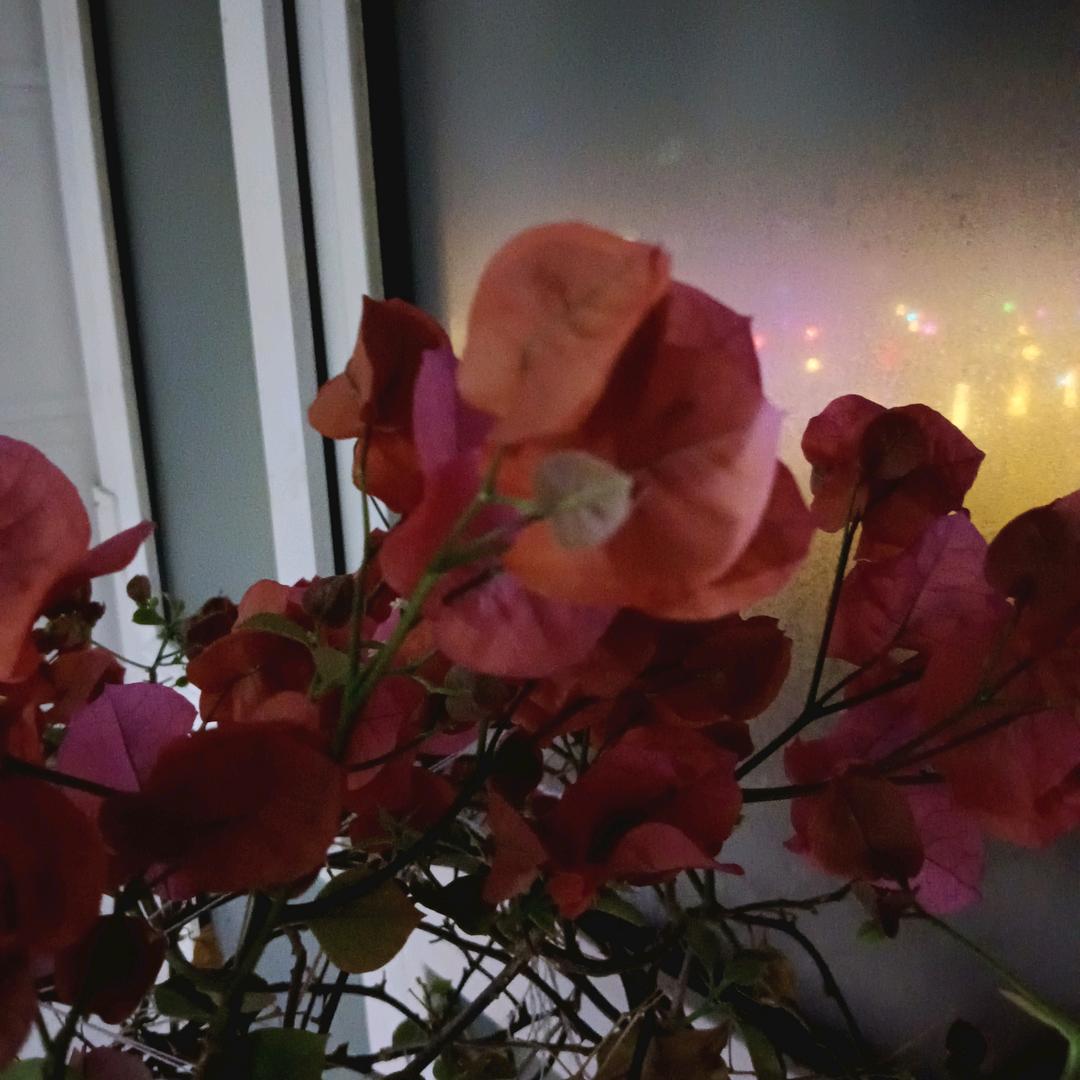 雪似梅花
