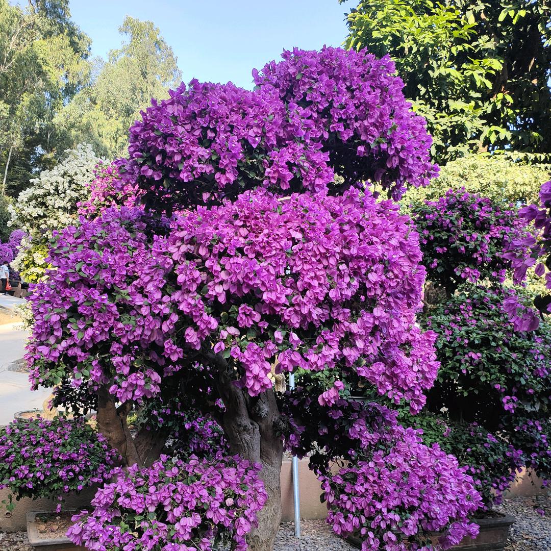 百花园八楼家味食堂牛肉汤饭8001