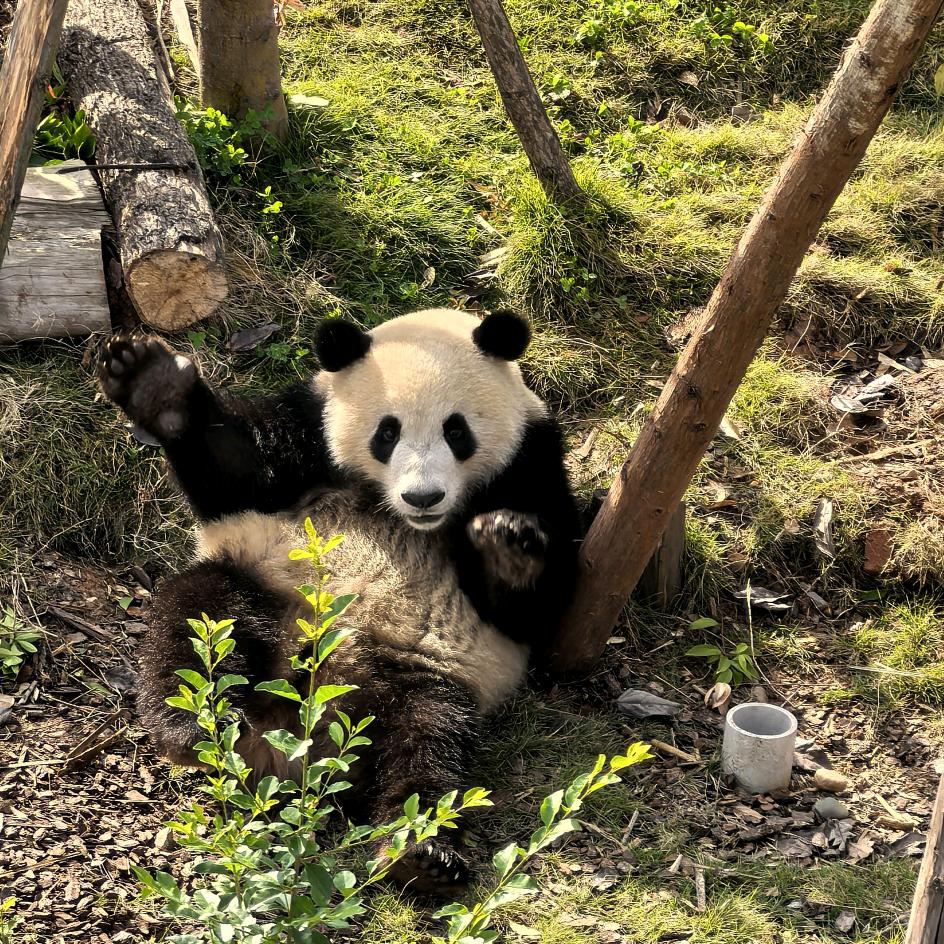 晓涵不吃葱姜蒜🐳
