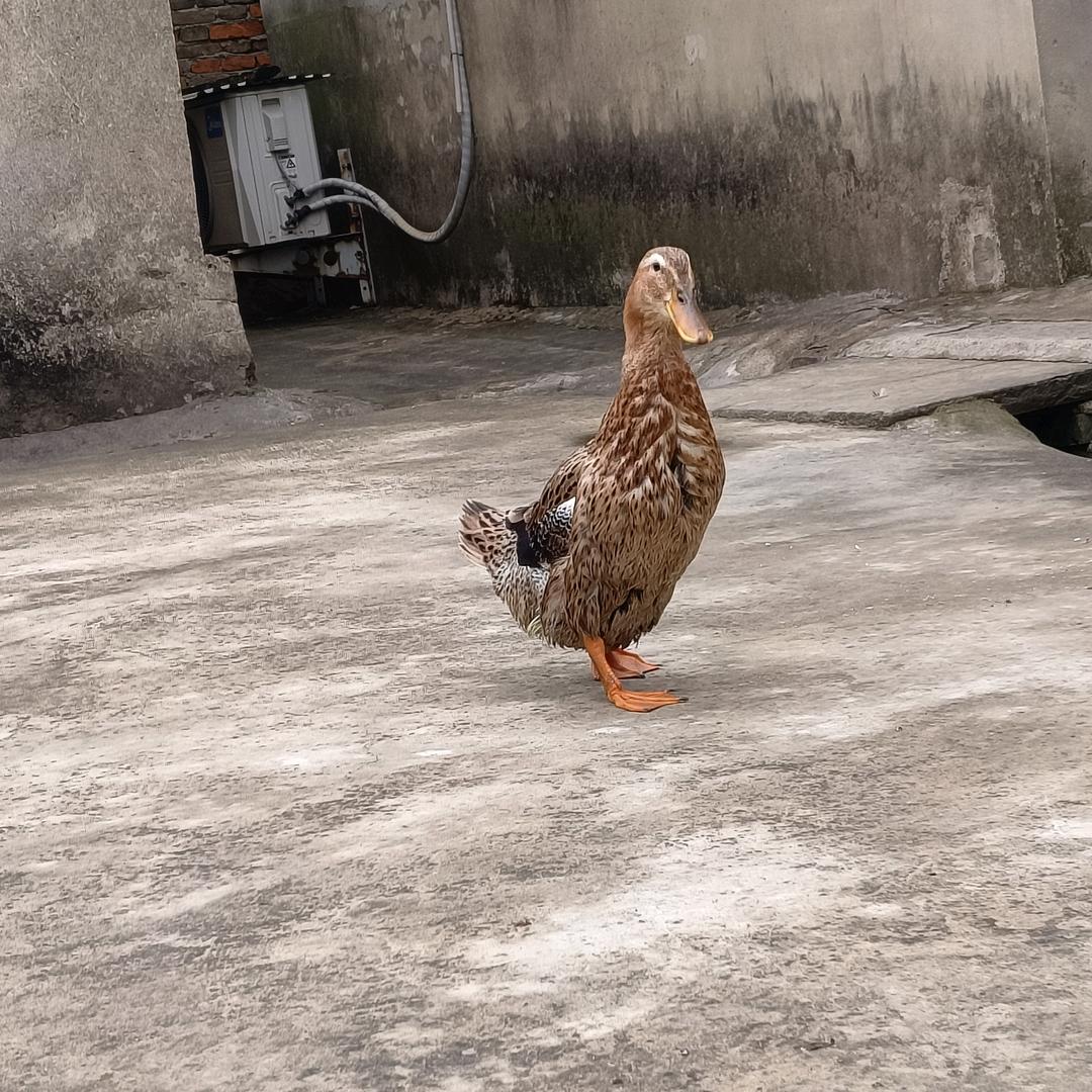 我家的可爱🦆