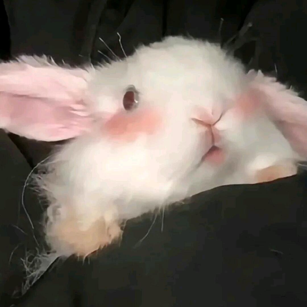 甄嬛传原声电台