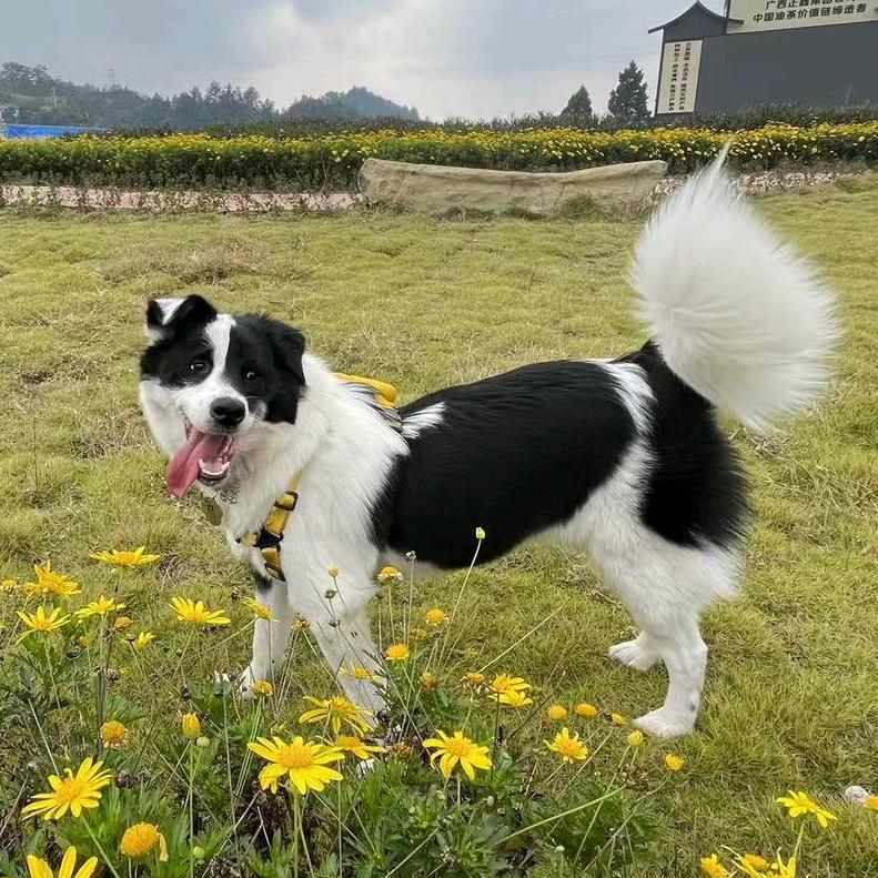 福宝乐宠物