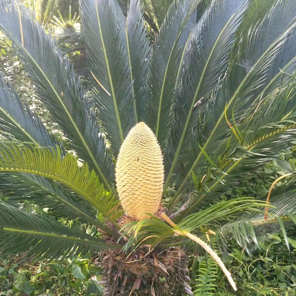重庆三三