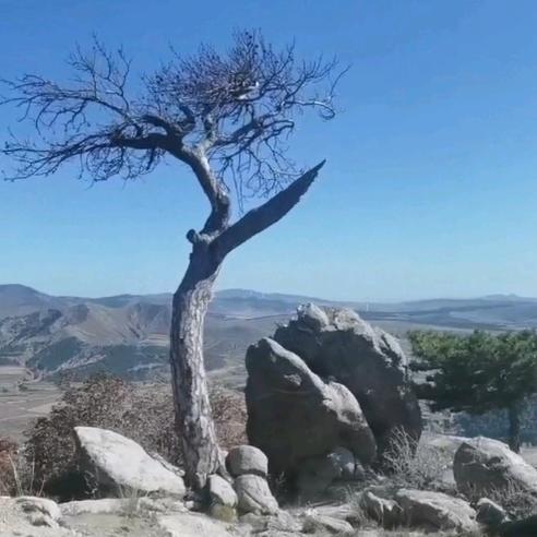 万鹤长寿