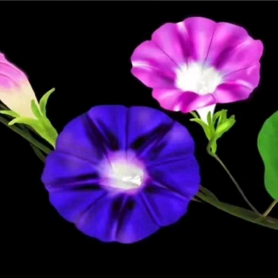 百何花批发卫生纸