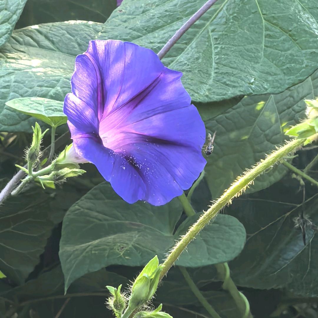 蒲公英