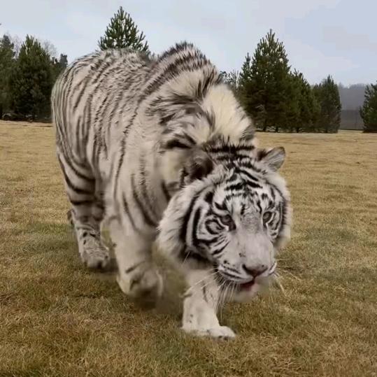 萌兽世界